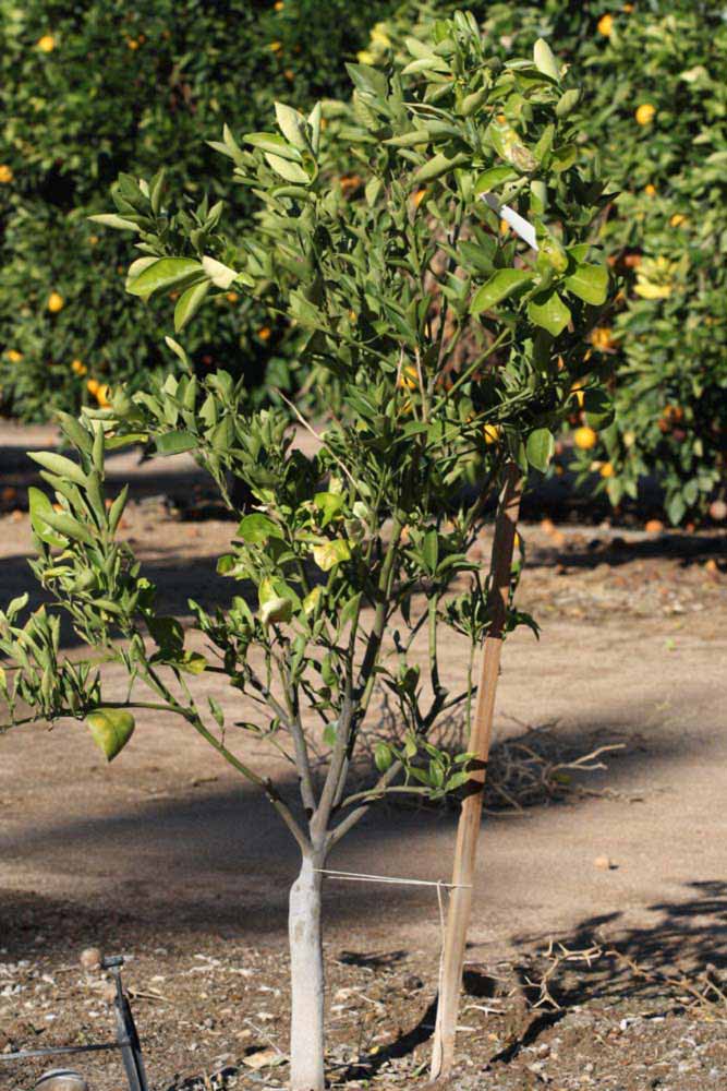            Habit (Riverside, CA)   